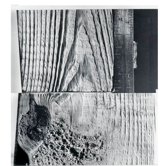 Woodgrain Evidence with Artist's Reconstruction