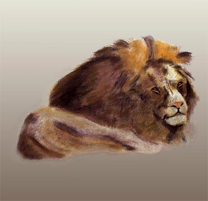 African Lion - Male
