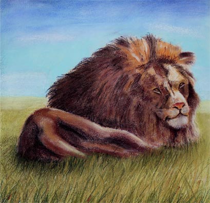 African Lion - Male - Illustration