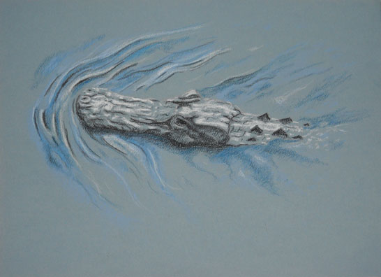 Alligator Sketch in Pastel