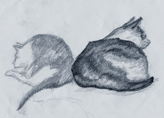 Cat Sketches