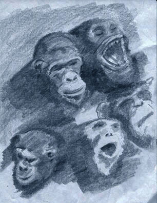 Chimpanzee Sketches