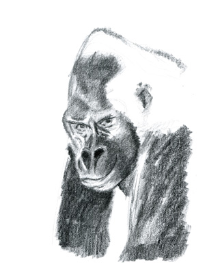 Gorilla Sketch