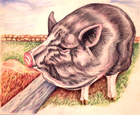Pig Portrait - Portrait of Rose
