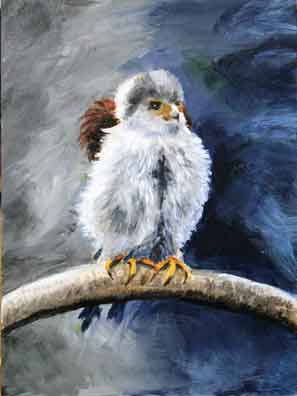 Pygmy Falcon (Female)