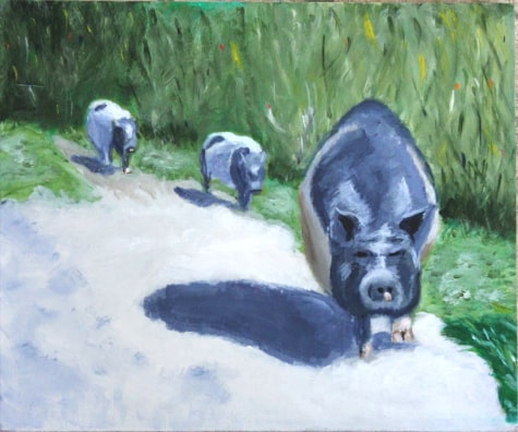 Saddleback Pigs