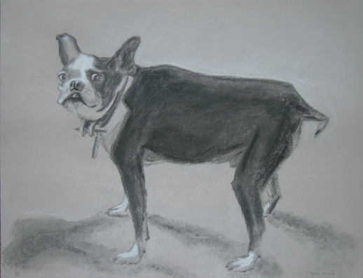 Sam, the Boston Terrier