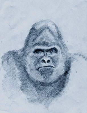 Gorilla Sketch