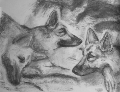 Animal Charcoal Study 