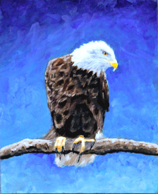 Bald Eagle