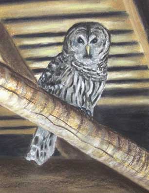 Barred Owl