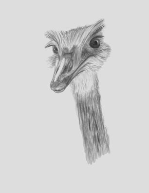 Bird Study - Rhea