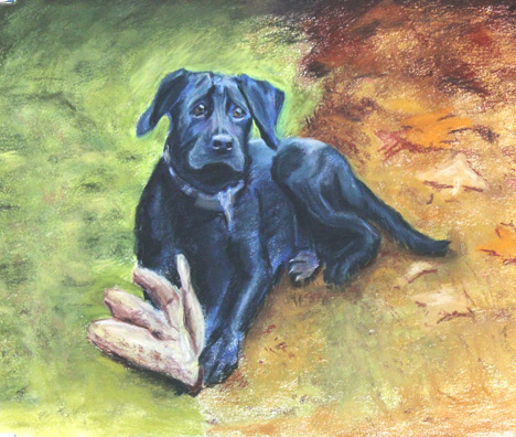 Black Lab