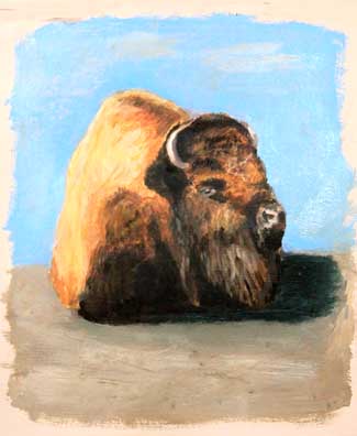 Buffalo - American Bison