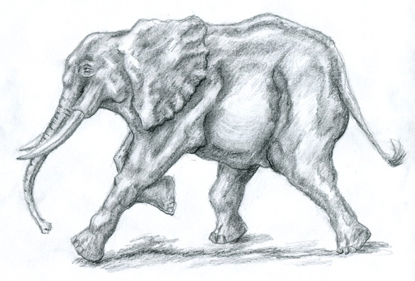 Elephant Drawing