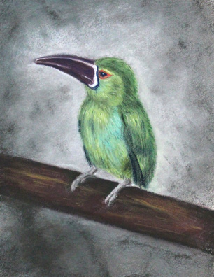 Emerald Toucanet