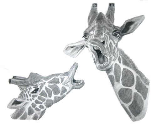 Two Giraffes