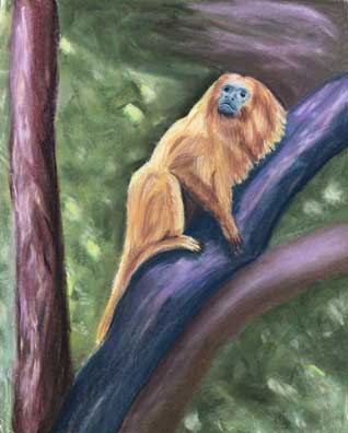 Golden Lion Tamarin