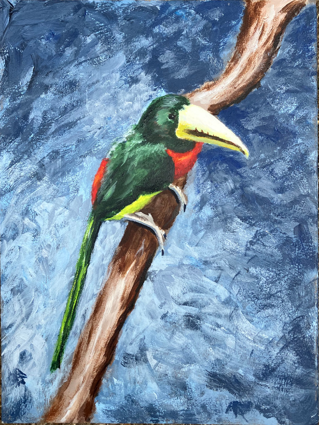 Ivory Billed Aracari