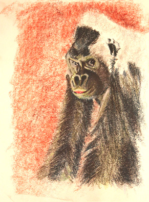 Gorilla Sketch