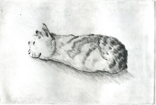 Cat Dry Point