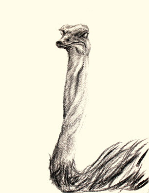 Ostrich