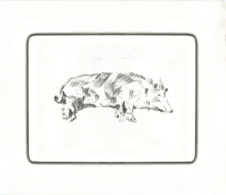 Pig - After Rembrandt