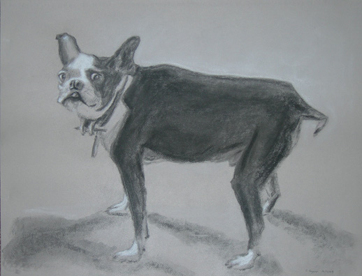 Sam the Boston Terrier