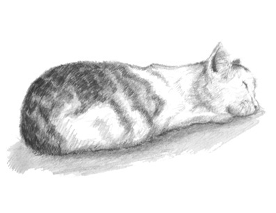 Sleeping Cat