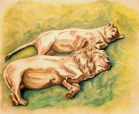 Sleeping Lions