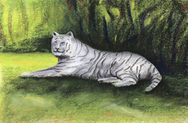 White Tiger